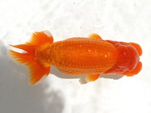 二歳会　取締二　塩原竹史