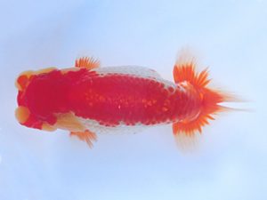 志摩紅鱗会　第一回研究会　東大関　小濱照明　松阪市