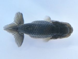 志摩紅鱗会　第一回研究会　西大関　宮脇　洋　松阪市
