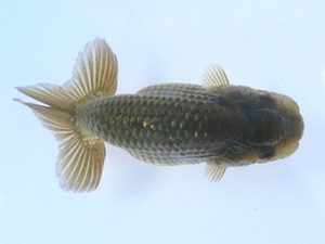 志摩紅鱗会　第一回研究会　立行司　林　万貴　志摩市