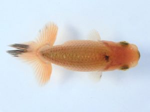 志摩紅鱗会　第一回研究会　取締二　村政嗣　伊勢市