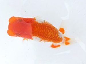 駿河らんちゅう会　二歳会・当歳研究会　西大関　山田裕良