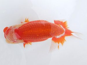 駿河らんちゅう会　二歳会・当歳研究会　東大関　吉村友良