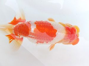 駿河らんちゅう会　二歳会・当歳研究会　西大関　山田裕良