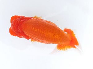 駿河らんちゅう会　二歳会・当歳研究会　立行司　田島　貢