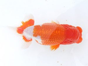 駿河らんちゅう会　二歳会・当歳研究会　東取締　加藤義行