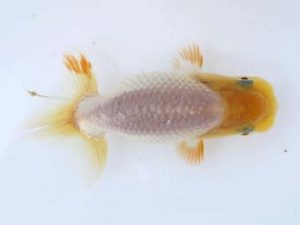 徳島愛錦会　西大関　藤原博文