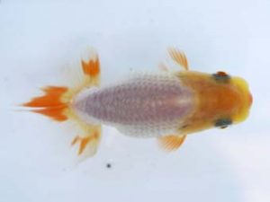 徳島愛錦会　立行司　林　淳