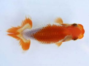 徳島愛錦会　西取締　島崎大輔