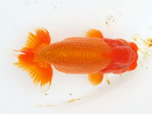 二歳会　東大関　若杉浩史