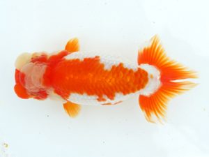 二歳会　西大関　村上誠明