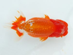 二歳会　東取締　吉田晋伍