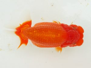 二歳会　西取締　北川浩三