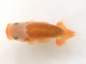 山梨錦城会　第一回研究会　二位　庄村　清