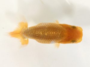 山梨錦城会　第一回研究会　三位　志村雄二