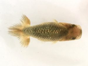 山梨錦城会　第一回研究会　四位　林部春雄