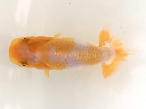 山梨錦城会　第一回研究会　五位　安藤　昭