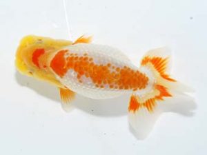 横浜観魚会 第一回研究会 1位 加藤貞信 横浜観魚会 第一回研究会 1位 加藤貞信