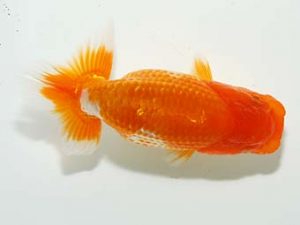 横浜観魚会 第一回研究会 11位 齋藤一成 横浜観魚会 第一回研究会 11位 齋藤一成