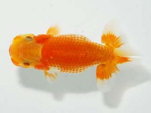 横浜観魚会 第一回研究会 12位 篠 孝利 横浜観魚会 第一回研究会 12位 篠 孝利