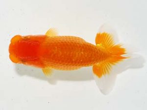 横浜観魚会 第一回研究会 13位 加藤貞信 横浜観魚会 第一回研究会 13位 加藤貞信