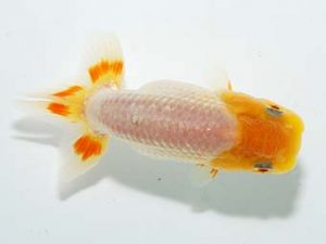 横浜観魚会 第一回研究会 14位 藤田達也 横浜観魚会 第一回研究会 14位 藤田達也