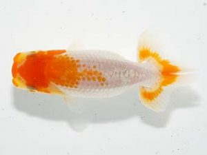 横浜観魚会 第一回研究会 15位 野中光夫 横浜観魚会 第一回研究会 15位 野中光夫