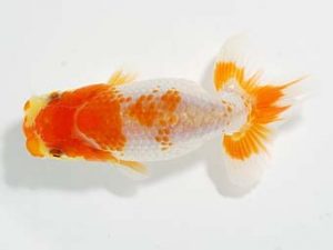 横浜観魚会 第一回研究会 16位 藤川直子 横浜観魚会 第一回研究会 16位 藤川直子