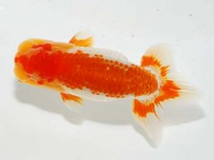 横浜観魚会 第一回研究会 2位 安藤 寛 横浜観魚会 第一回研究会 2位 安藤 寛