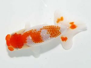 横浜観魚会 第一回研究会 3位 袴田源一 横浜観魚会 第一回研究会 3位 袴田源一