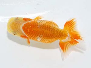 横浜観魚会 第一回研究会 4位 望月武雄 横浜観魚会 第一回研究会 4位 望月武雄