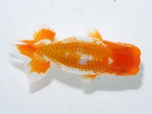 横浜観魚会 第一回研究会 6位 篠 孝利 横浜観魚会 第一回研究会 6位 篠 孝利