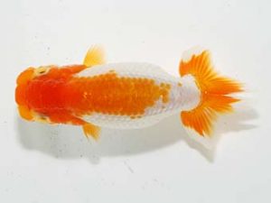 横浜観魚会 第一回研究会 7位 加藤貞信 横浜観魚会 第一回研究会 7位 加藤貞信