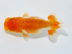 横浜観魚会 第一回研究会 9位 齋藤一成 横浜観魚会 第一回研究会 9位 齋藤一成