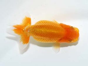 横浜観魚会 第一回研究会 1位 大渕 功 横浜観魚会 第一回研究会 1位 大渕 功