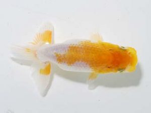 横浜観魚会 第一回研究会 10位 鳴海 満 横浜観魚会 第一回研究会 10位 鳴海 満