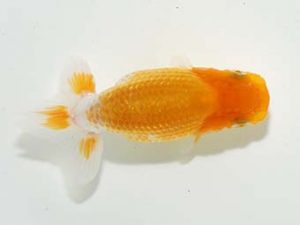 横浜観魚会 第一回研究会 11位 齋藤宏典 横浜観魚会 第一回研究会 11位 齋藤宏典