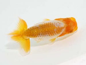 横浜観魚会 第一回研究会 12位 安藤 寛 横浜観魚会 第一回研究会 12位 安藤 寛