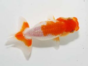 横浜観魚会 第一回研究会 15位 藤田達也 横浜観魚会 第一回研究会 15位 藤田達也