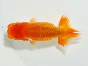 横浜観魚会 第一回研究会 16位 望月武雄 横浜観魚会 第一回研究会 16位 望月武雄