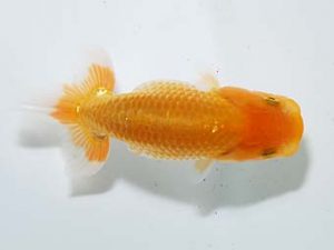 横浜観魚会 第一回研究会 2位 秋元和男 横浜観魚会 第一回研究会 2位 秋元和男