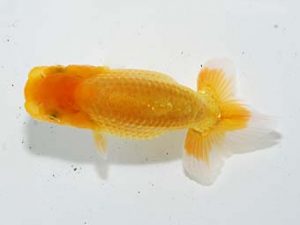 錦蘭会 春季品評大会 3位 鳴海 満 錦蘭会 春季品評大会 3位 鳴海 満