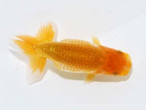 横浜観魚会 第一回研究会 4位 安藤 寛 横浜観魚会 第一回研究会 4位 安藤 寛