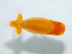 横浜観魚会 第一回研究会 6位 齋藤宏典 横浜観魚会 第一回研究会 6位 齋藤宏典