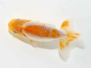 横浜観魚会 第一回研究会 7位 安藤 寛 横浜観魚会 第一回研究会 7位 安藤 寛