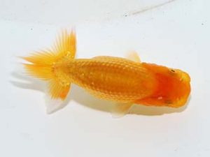 横浜観魚会 第一回研究会 9位 鳴海 満 横浜観魚会 第一回研究会 9位 鳴海 満