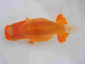 研究会　二位　佐藤徳正
