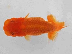 研究会　三位　栃谷義寛　