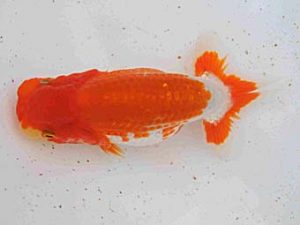 研究会　四位　村上暢彦　