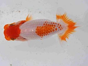 研究会　五位　白川成也